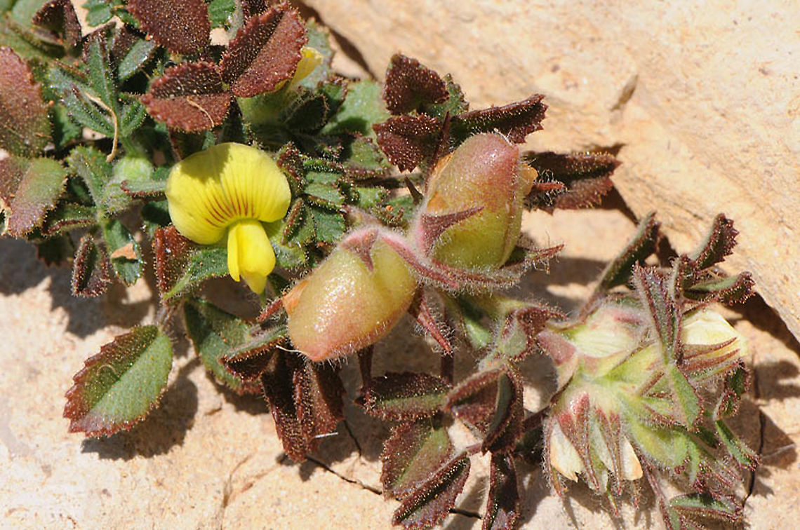 Ononis pusilla Mt Hermon, Duvdevan Ridge, 2020 m Geotagged,Ononis pusilla,Summer
