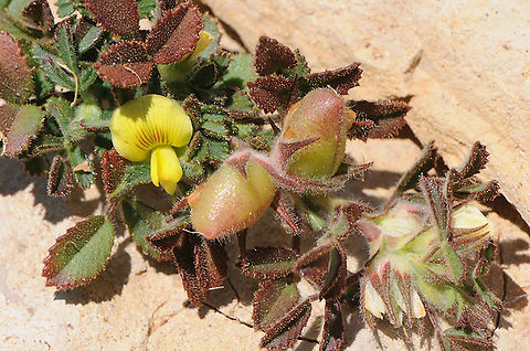 Ononis pusilla Mt Hermon, Duvdevan Ridge, 2020 m Geotagged,Ononis pusilla,Summer