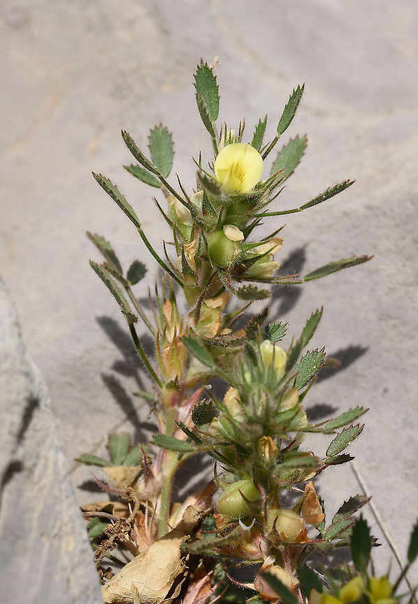 Ononis pusilla Hermon, Namneman Ridge 1630 Geotagged,Ononis pusilla,Spring