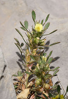 Ononis pusilla Hermon, Namneman Ridge 1630 Geotagged,Ononis pusilla,Spring