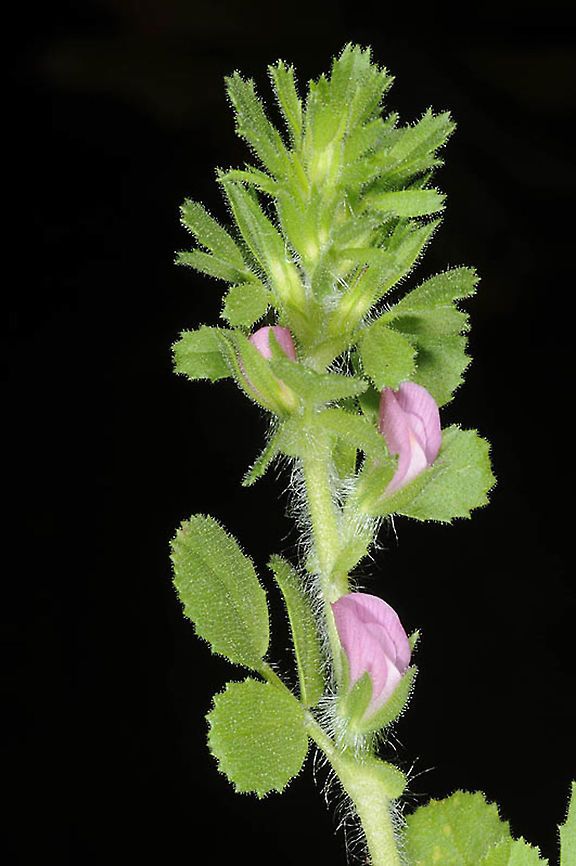 Ononis hirta  Ononis hirta