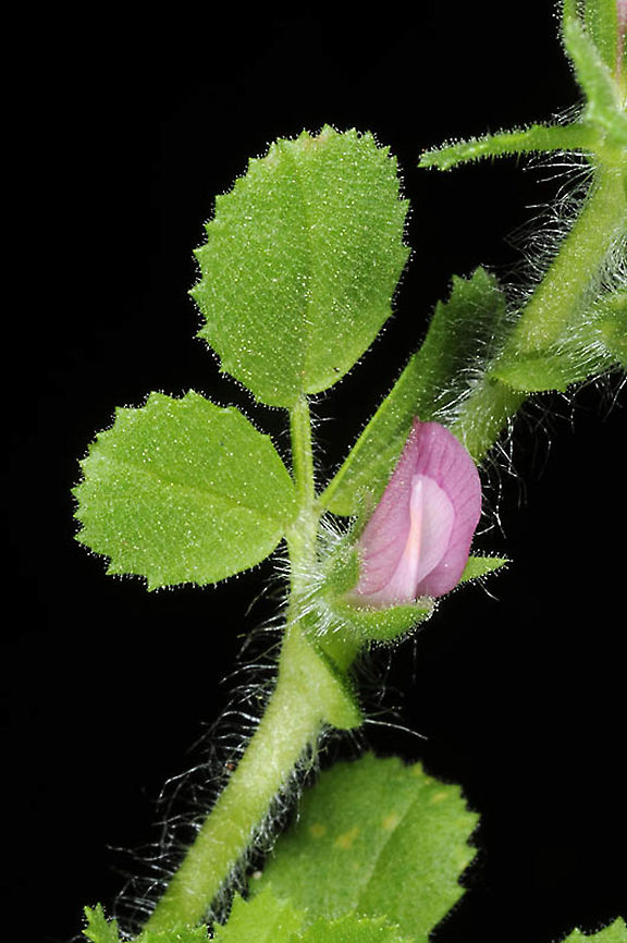 Ononis hirta  Ononis hirta