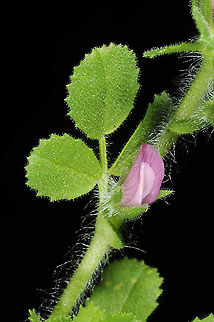 Ononis hirta  Ononis hirta