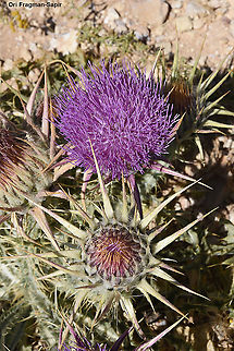 Onopordum macrocephalum S Jordan, fields near Dana Geotagged,Jordan,Onopordum macrocephalum,Spring