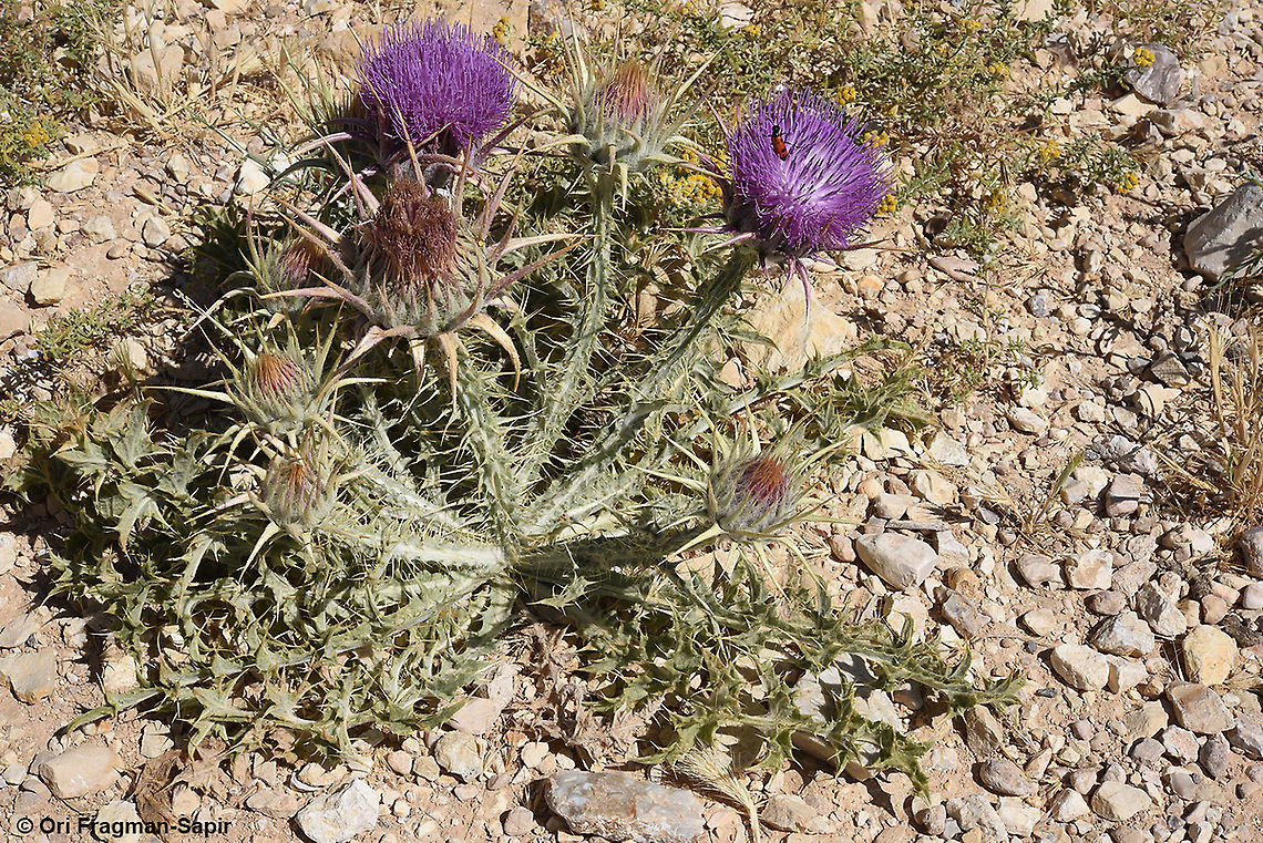 Onopordum macrocephalum S Jordan, fields near Dana Geotagged,Jordan,Onopordum macrocephalum,Spring