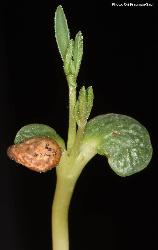 Lupinus luteus  Annual Yellow-lupin,Lupinus luteus