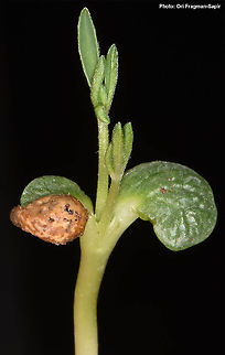 Lupinus luteus  Annual Yellow-lupin,Lupinus luteus