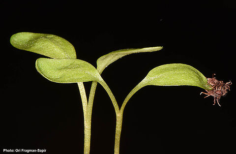 Rumex nepalensis  Rumex nepalensis