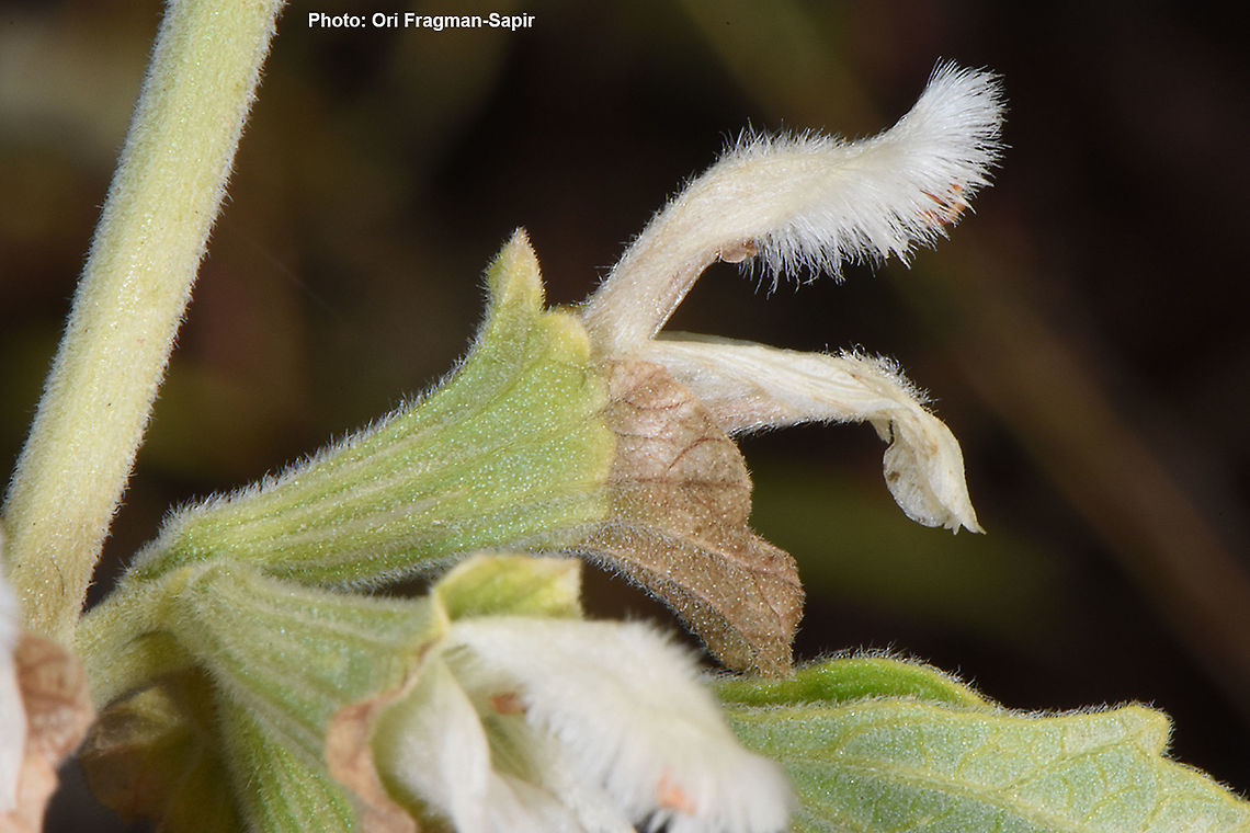 Otostegia fruticosa  Otostegia fruticosa