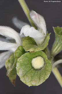 Otostegia fruticosa  Otostegia fruticosa
