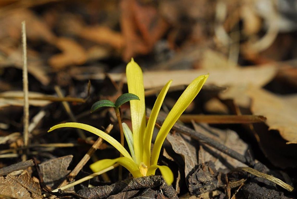 Sternbergia colchiciflora  Sternbergia colchiciflora
