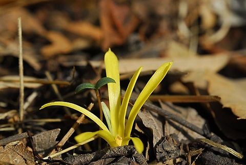 Sternbergia colchiciflora  Sternbergia colchiciflora