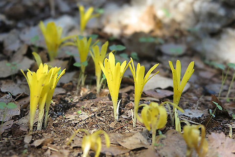 Sternbergia colchiciflora Israel, Givat Ada Fall,Geotagged,Israel,Sternbergia colchiciflora