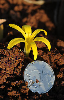 Sternbergia colchiciflora N Israel, E Galilee, Cahal Fall,Geotagged,Israel,Sternbergia colchiciflora