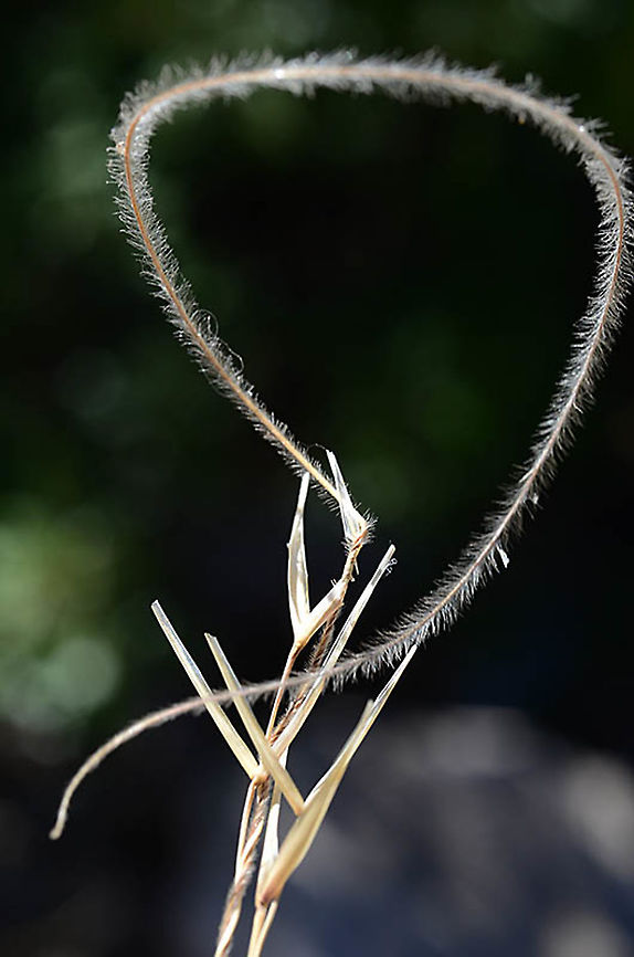 Stipa arabica Mt Hermon, above lower ski lift station, 1700m Geotagged,Stipa arabica,Summer