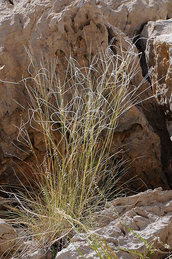 Stipa arabica Mt Hermon, under ski lift, 1700m. Stipa arabica