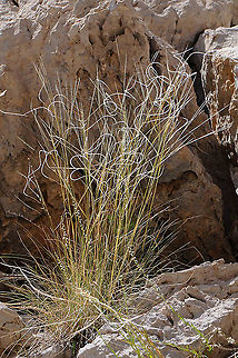 Stipa arabica Mt Hermon, under ski lift, 1700m. Stipa arabica