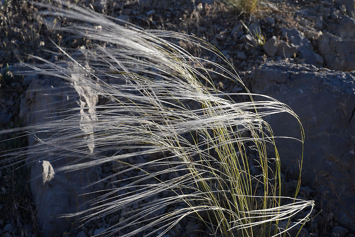 Stipa arabica Mt Hermon, 1600m, Yif'at Ridge Geotagged,Spring,Stipa arabica