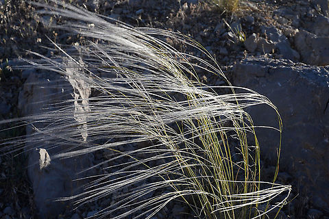 Stipa arabica Mt Hermon, 1600m, Yif'at Ridge Geotagged,Spring,Stipa arabica