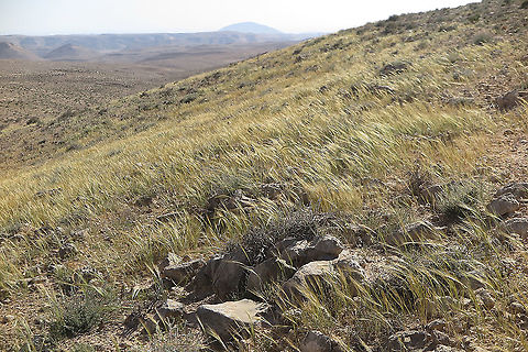 Stipa capensis  Geotagged,Israel,Spring,Stipa capensis