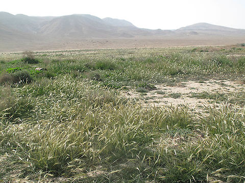 Stipa capensis S Israel, S Negev, Naatzutz Valley Geotagged,Israel,Stipa capensis,Winter
