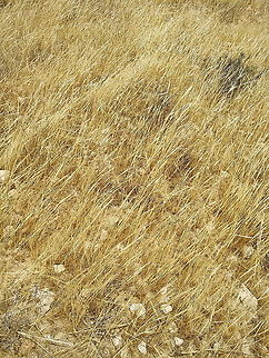 Stipa capensis S Israel, Beer- Sheva Geotagged,Israel,Spring,Stipa capensis