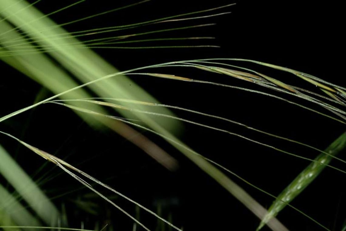 Stipa lagascae  Geotagged,Israel,Spring,Stipa lagascae