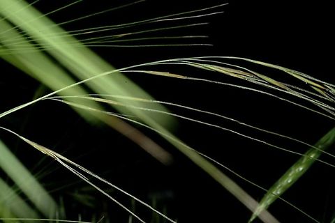 Stipa lagascae  Geotagged,Israel,Spring,Stipa lagascae