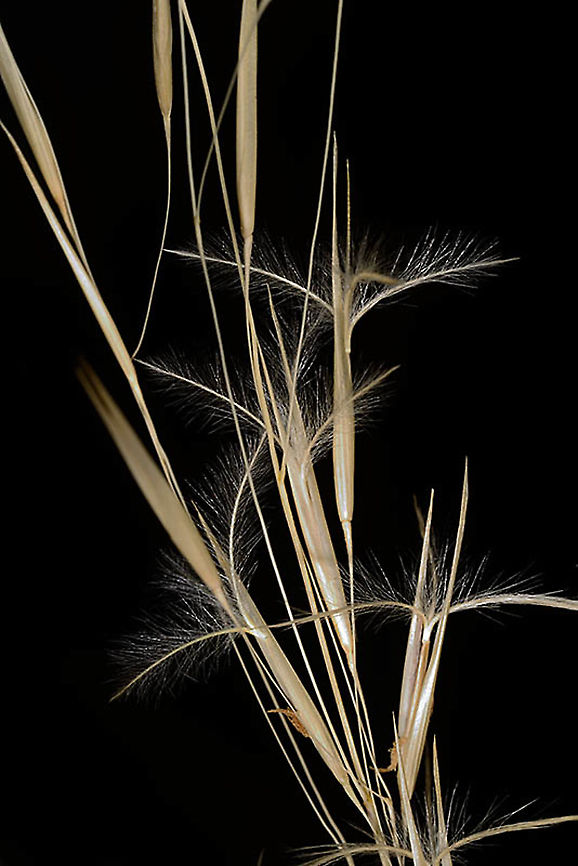 Stipagrostis scoparia S Israel, Shunra Sands Fall,Geotagged,Israel,Stipagrostis scoparia