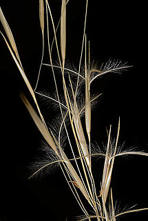 Stipagrostis scoparia S Israel, Shunra Sands Fall,Geotagged,Israel,Stipagrostis scoparia