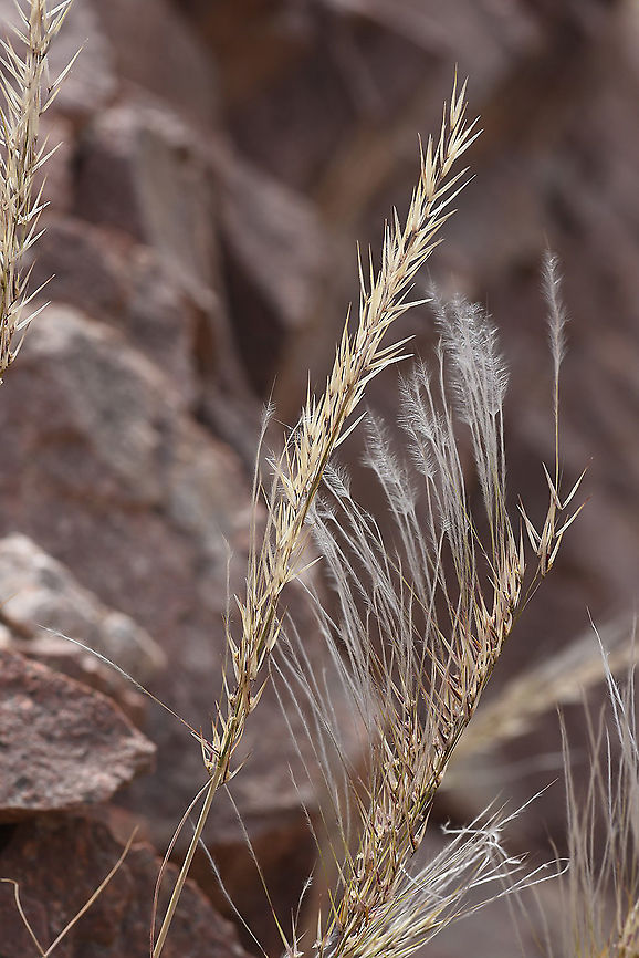 Stipagrostis hirtigluma s Israel, S of Eilat Geotagged,Israel,Stipagrostis hirtigluma,Winter