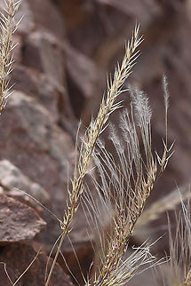 Stipagrostis hirtigluma s Israel, S of Eilat Geotagged,Israel,Stipagrostis hirtigluma,Winter