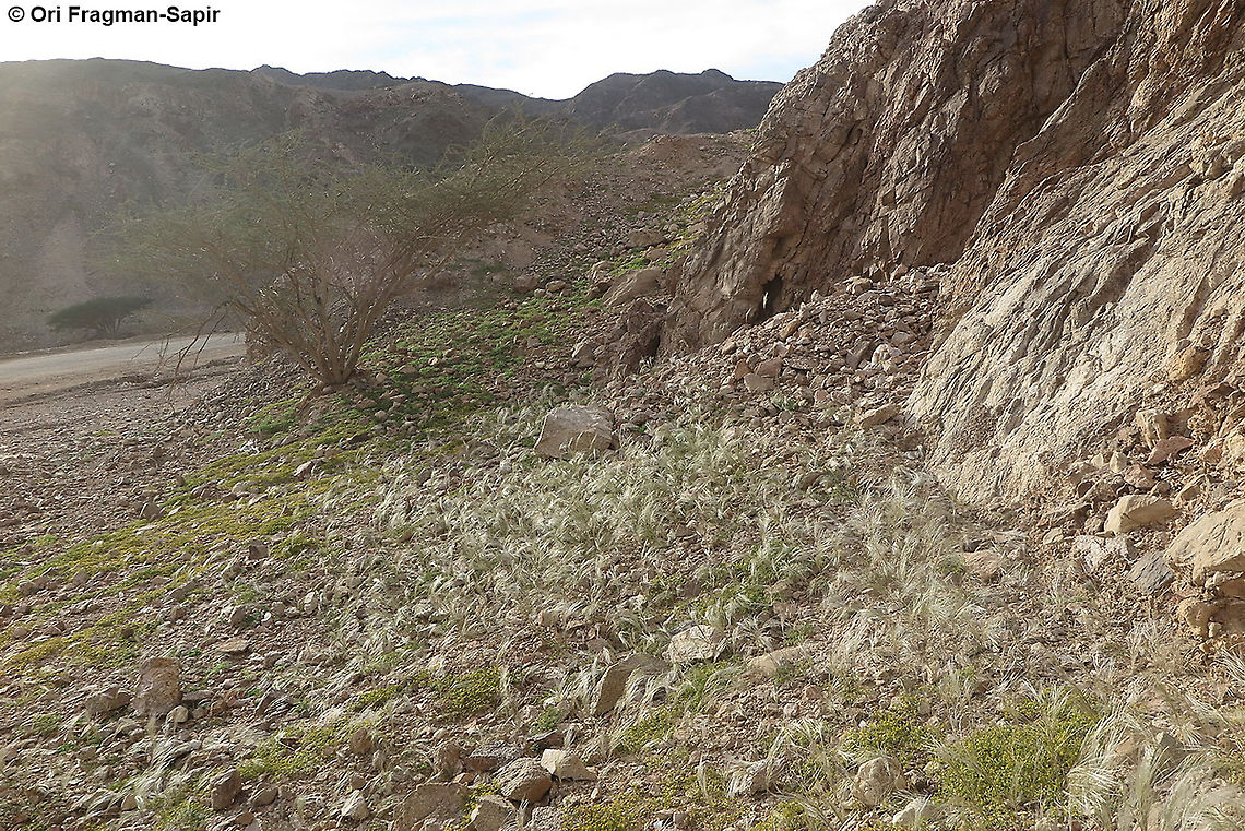 Stipagrostis hirtigluma S Israel, N Shlomo in Eilat Mts Fall,Geotagged,Israel,Stipagrostis hirtigluma