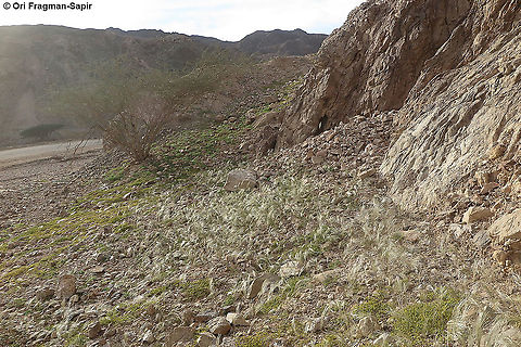 Stipagrostis hirtigluma S Israel, N Shlomo in Eilat Mts Fall,Geotagged,Israel,Stipagrostis hirtigluma