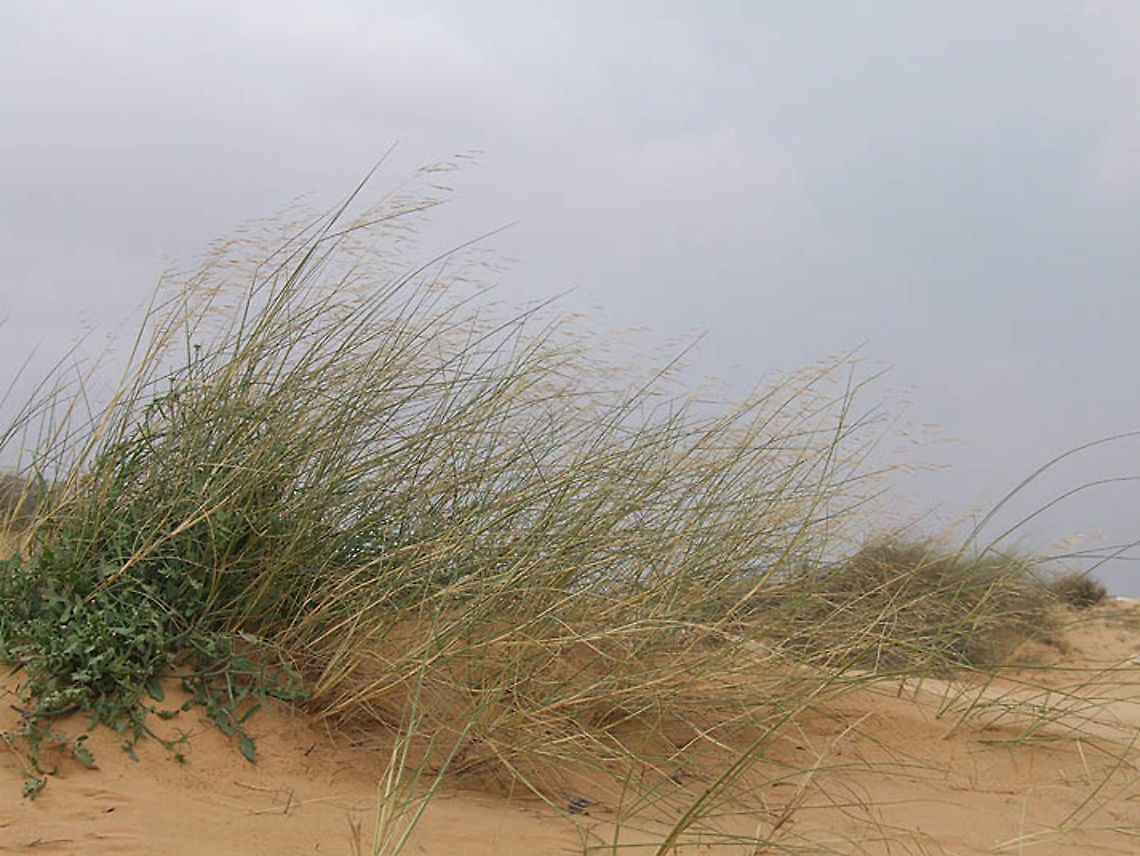 Stipagrostis scoparia S Israel, Shunra Sands Geotagged,Israel,Stipagrostis scoparia,Winter