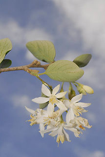 Styrax officinalis C Israel - Shaar Hagai Geotagged,Styrax officinalis,Winter