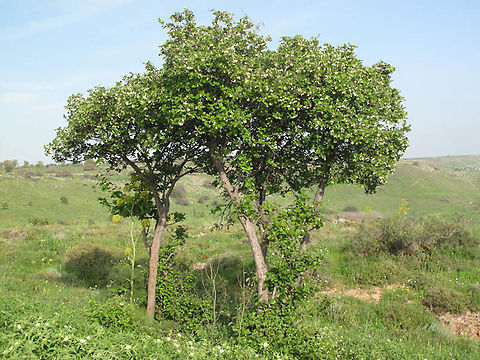 Styrax officinalis S Golan Heights, Nahal Meitzar Geotagged,Styrax officinalis,Winter