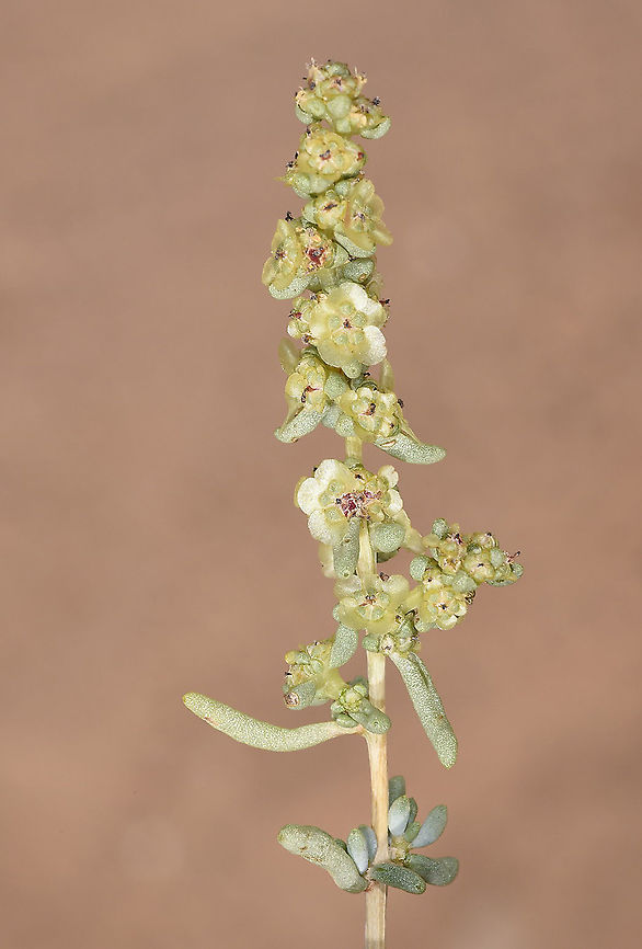 Salsola schweinfurthii S Israel, N Ramon Geotagged,Israel,Salsola schweinfurthii,Spring