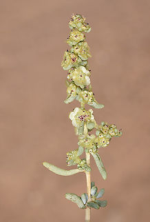Salsola schweinfurthii S Israel, N Ramon Geotagged,Israel,Salsola schweinfurthii,Spring