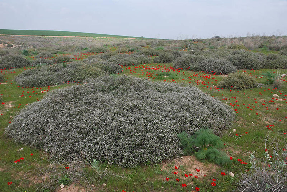 Sarcopoterium spinosum  Geotagged,Israel,Sarcopoterium spinosum,Spiny Burnet,Winter