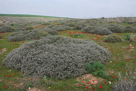 Sarcopoterium spinosum  Geotagged,Israel,Sarcopoterium spinosum,Spiny Burnet,Winter