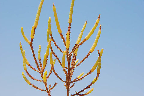Salicornia europaea Dead Sea area - Ein Fesh'ha Common Glasswort,Geotagged,Salicornia europaea,Summer