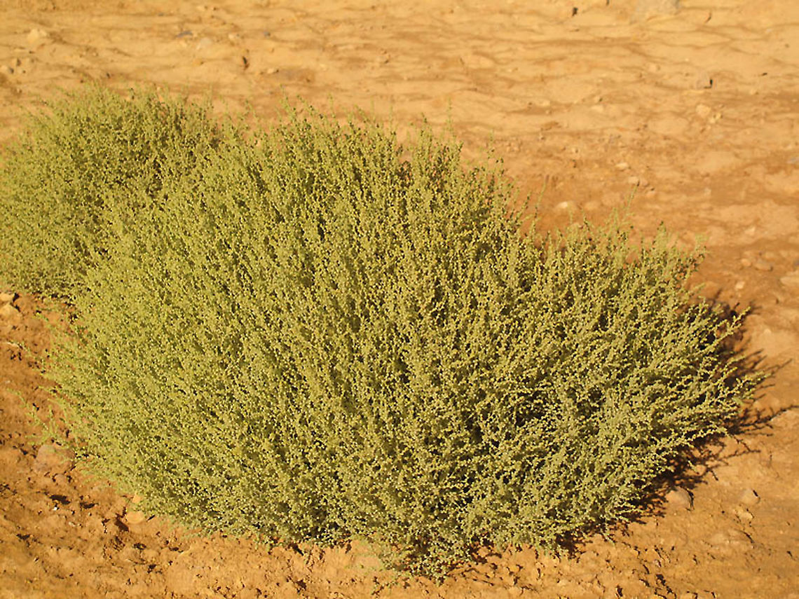 Salsola inermis S Israel, C Negev Highlands, Mizpe Ramon Geotagged,Israel,Salsola inermis,Summer
