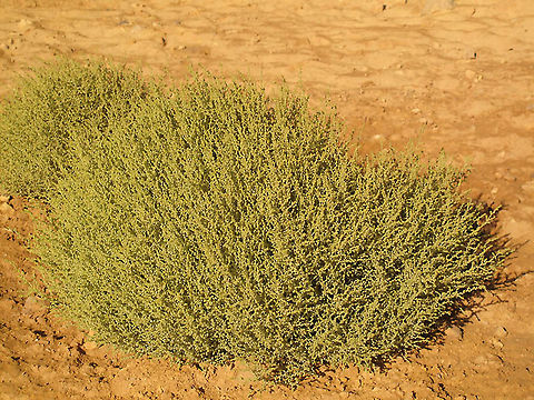 Salsola inermis S Israel, C Negev Highlands, Mizpe Ramon Geotagged,Israel,Salsola inermis,Summer