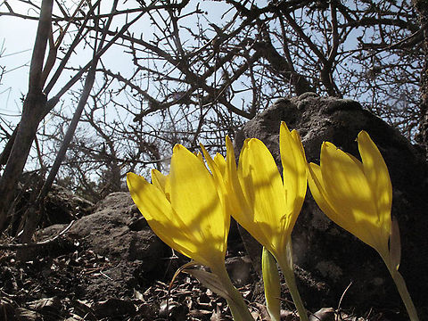 Sternbergia clusiana Golan Heights, Bashanit Ridge, 1150m Fall,Geotagged,Sternbergia clusiana