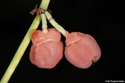 Ephedra foeminea  Ephedra foeminea,Fall,Geotagged,Israel