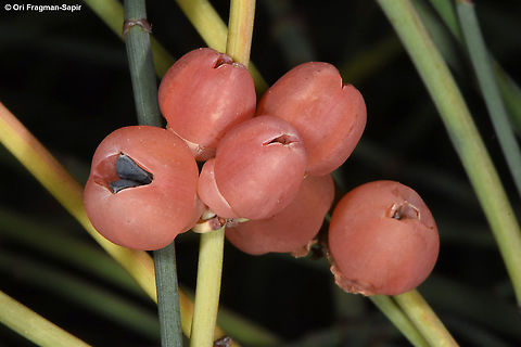 Ephedra foeminea  Ephedra foeminea,Fall,Geotagged,Israel