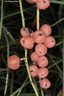 Ephedra foeminea  Ephedra foeminea,Fall,Geotagged,Israel