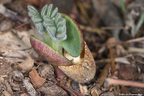 Lupinus pilosus seed germination Lupinus pilosus