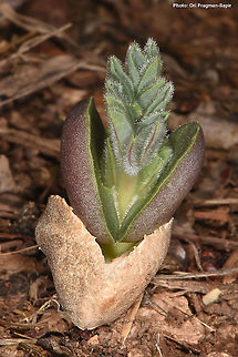 Lupinus pilosus germinating seed Lupinus pilosus